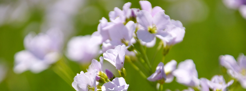 ZIM_violette Blumen