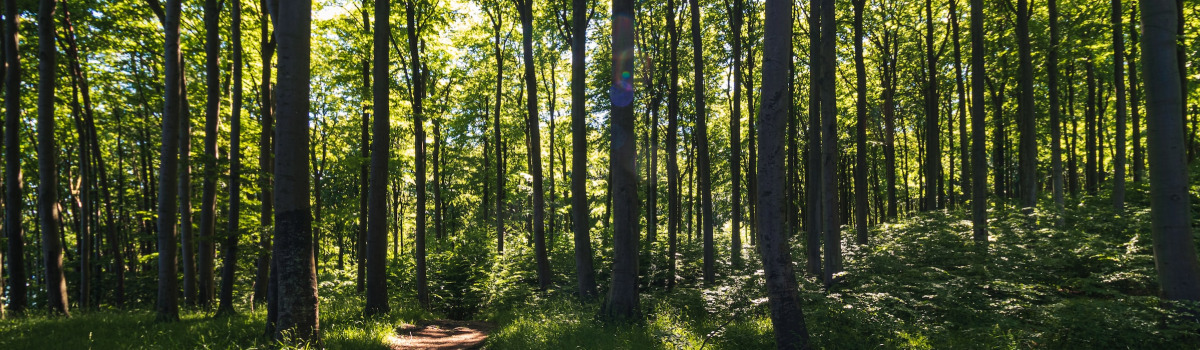 Therapeutische Nutzung von Wäldern